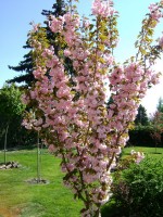 /album/fotogalerie-vysadba/a16-6-2009-040-jpg/